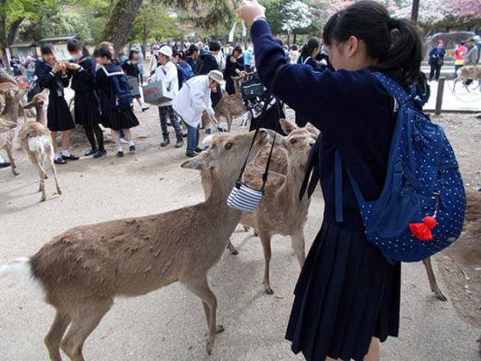 大妻中学高校の制服写真画像まとめ・レビュー口コミ評判・生徒の着こなし・夏服冬服詳細情報